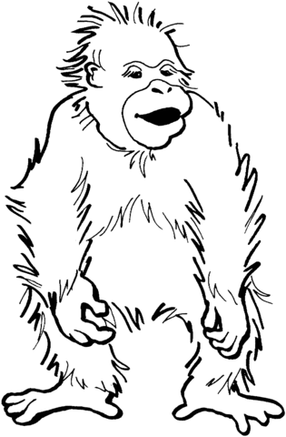 Baby Orangutan Coloring Page